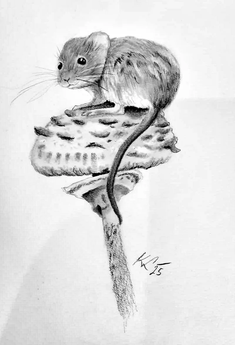 Maus auf Pilz — Bleistift auf Papier von Katharina Lechner