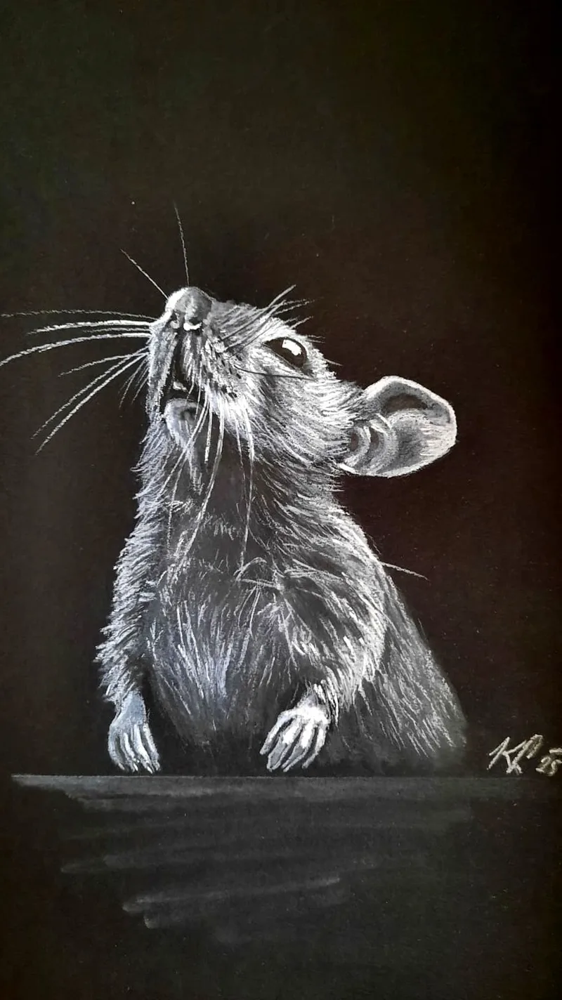 Kleine Maus — Zeichnung auf schwarzem Papier von Katharina Lechner